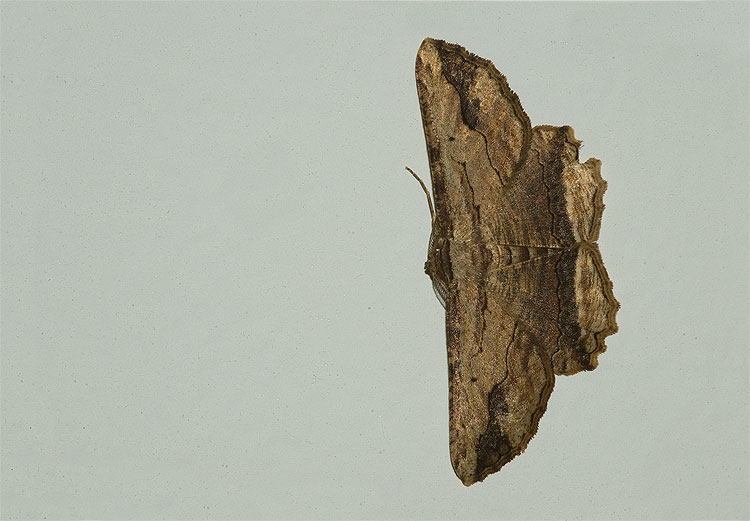 Menophra abruptaria